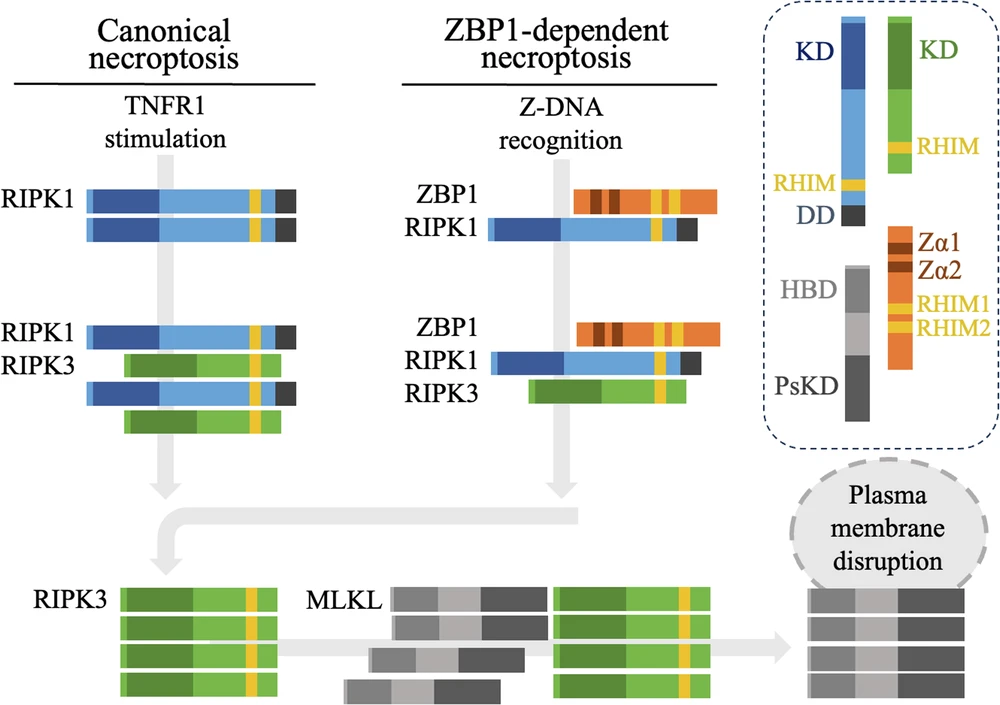 First protein structure resolved in Spain using solid-state NMR: the RIPK1 assembly