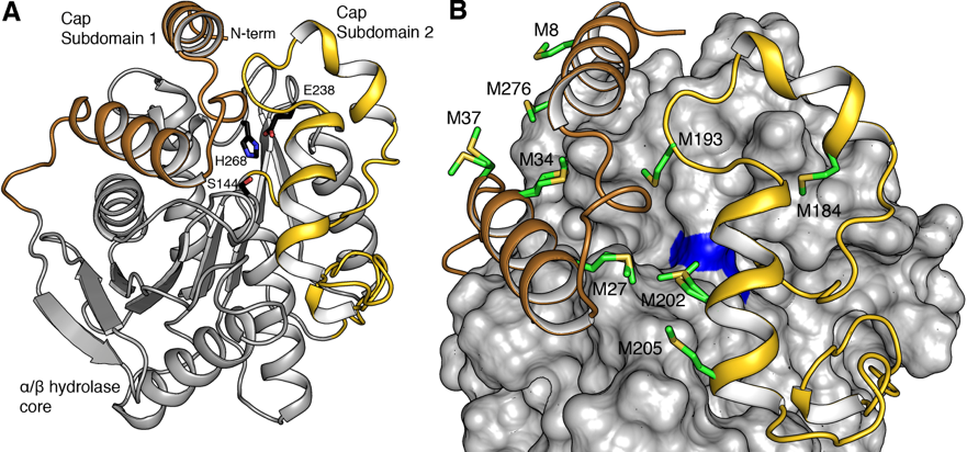 La caracterización bioquímica y estructural de la nueva esterasa termófila EstD11