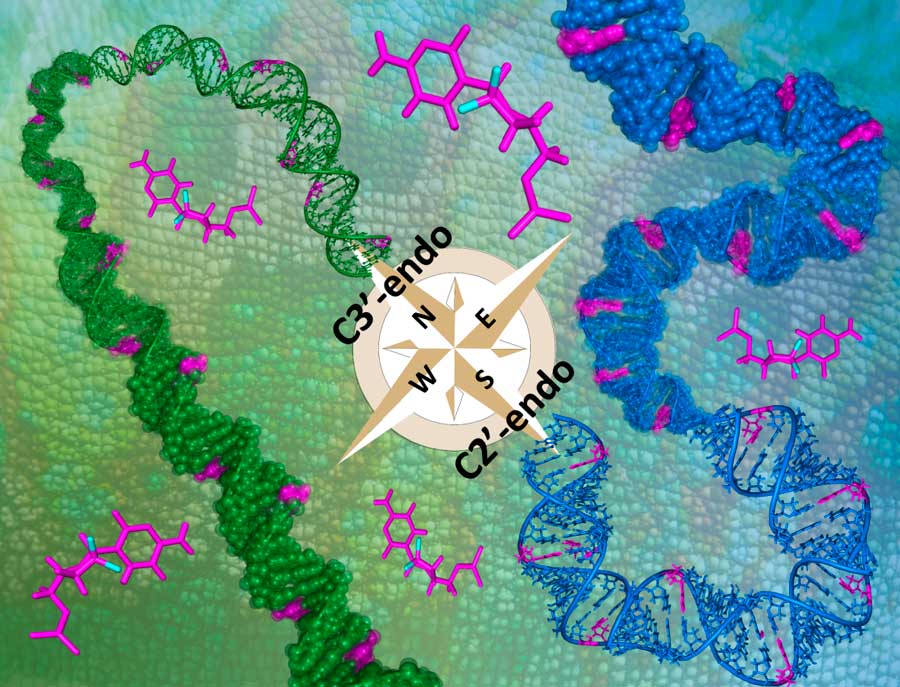 El versátil comportamiento de la gemcitabina en estructuras de DNA