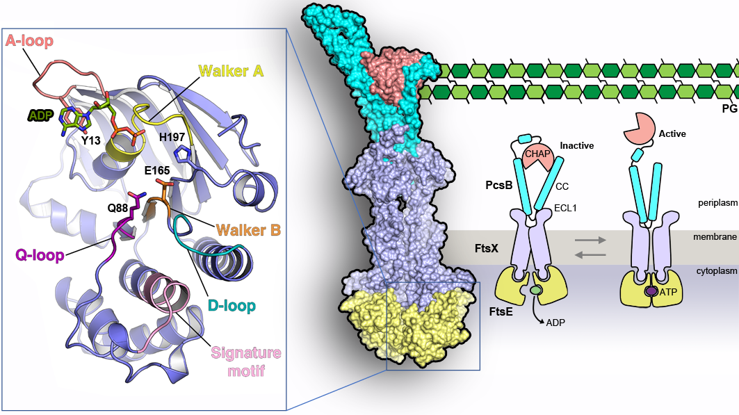 Caracterización estructural de la proteína esencial de la división bacteriana FtsE