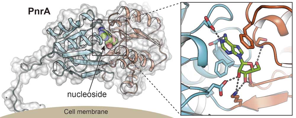 Caracterización de PnrA, proteína esencial para la unión de nucleótidos en S. pneumoniae