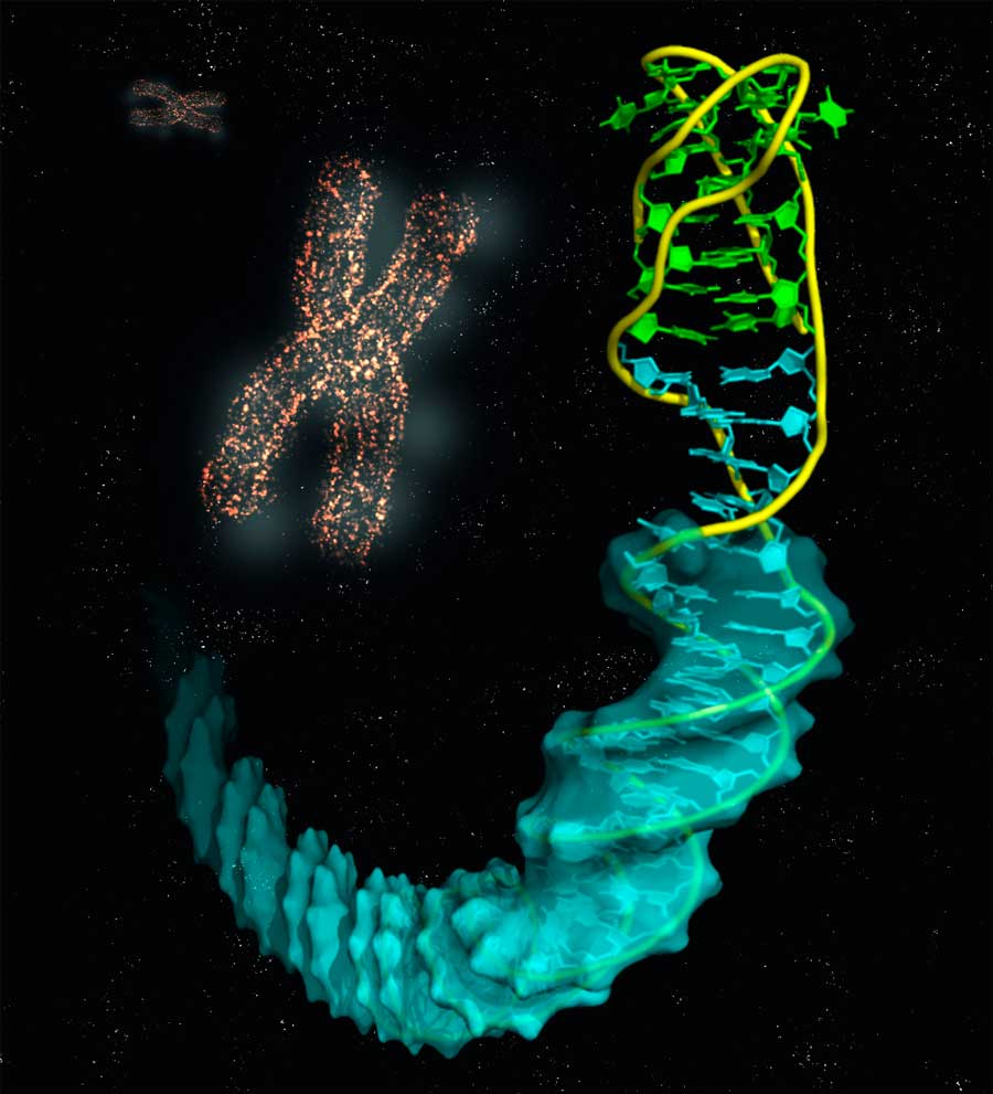 La estructura de la interfase i-motif/dúplex en el DNA