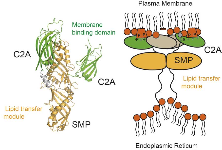 SYT1 mantiene la membrana celular vegetal para hacer frente al estrés abiótico